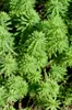 Myriophyllum Red Stem - Rotstängelige Papageienfeder - Produktbild-Vorschau 1