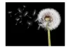 Basera Fototapete Pusteblumenmotiv 100406-59, Vliestapete, Produktbild-Vorschau 2