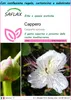 SAFLAX Set regalo - Cappero - 25 semi - Capparis Anteprima dell’immagine prodotto 1