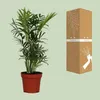 Chamaedorea elegans (palmier des montagnes mexicain), Voir les images du produit 3