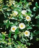 Cistus laurifolius, Zistrose, immergrün, ca. 11x11 cm Topf Produktbild-Vorschau 5