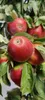A close-up view of several red apples growing on a tree, surrounded by green leaves. Náhľad obrázku produktu