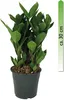 Zamioculcas zamiifolia, im 14cm Topf, Glücksfeder, Höhe ca. Produktbild-Vorschau 1