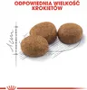 Three pieces of dry pet food are shown on a white background with a sketch of a ruler and lines. Náhled obrázku produktu