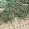 Cotoneaster dammeri 'Major' sterk 48 planten 25cm Ø9cm Productafbeelding-voorbeeld 7