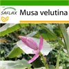 SAFLAX - Keňský banán - Musa velutina - 8 Semena - S Náhled obrázku produktu 9