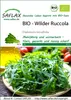 SAFLAX - BIO - Wilder Ruccola - Diplotaxis tenuifolia - Produktbild-Vorschau 10