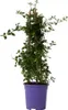 Lilas de Californie - Ceanothus thyrsiflorus Repens - Voir les images du produit 1