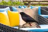 MuchoWow® Outdoor Kissen - Amsel - Vogel - Zweige - Beere - Produktbild-Vorschau 4