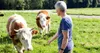 A woman is feeding cows in a grassy field. Náhľad obrázku produktu