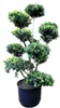 Japanischer Ilex Gartenbonsai 150–160 cm – immergrüner Produktbild-Vorschau 1