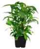 Mutterpflanze Aquariumpflanze Hygrophila 'Siamensis' XL Produktbild-Vorschau 1