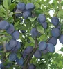Pflaumenbaum ´TOPFIVE´ Unterlage Myrobalan, wurzelnackt Produktbild-Vorschau 2