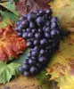 A bunch of dark purple grapes rests on a bed of colorful autumn grape leaves. Produktbild-Vorschau