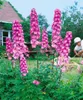 Delphinium Pacific 'Astolat', Rittersporn, rosa-lila, ca. Produktbild-Vorschau 2