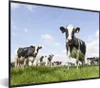 MuchoWow® Gerahmtes Poster Kühe - Gras - Tiere - Sonne - Produktbild-Vorschau 1