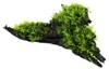 Aquarium Pflanze Vesicularia montagnei Christmas auf Wurzel Produktbild-Vorschau 3