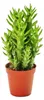 Austrocylindropuntia subulata – nenáročný opunciový keř – v Náhled obrázku produktu 1
