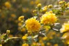 Kerria japonica 'Pleniflora', Ranunkelstrauch, gelb, 40–60 Produktbild-Vorschau 11