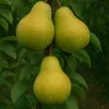 Three pears hanging from a tree branch with green leaves. Produktbild-Vorschau