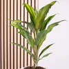 Keulenlilie Kiwi - Cordyline - Höhe ca. 40 cm, Topf-Ø 12 cm Produktbild-Vorschau 4