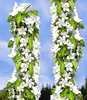 Two columnar trees covered in white blossoms and green leaves against a blue sky. Produktbild-Vorschau
