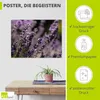 ARTland Poster Lavendel Nahaufnahme Größe: 60x45 cm Produktbild-Vorschau 2