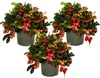 Gaultheria procumbens (Teppichbeere), Gaultheria procumbens Podgląd zdjęcia produktu 1