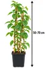 Dornlose Brombeere Chester Thornless 50–70 cm – Rubus Produktbild-Vorschau 5