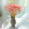 Phalaris Getrocknete - Kanariengras - Hell-Pink Produktbild-Vorschau 4