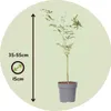 Klon japoński - 2 szt - Acer palmatum 'Ukigumo' - Wysokość Podgląd zdjęcia produktu 2