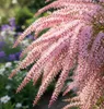 Tamariske Pink Cascade 40–60 cm – Tamarix ramosissima Produktbild-Vorschau 3