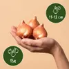 Green boutiQ - 15x Tulipa Triumph Mix - Triumph-Tulpe - Produktbild-Vorschau 3