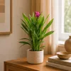 Kurkuma - Curcuma - Höhe ca. 55 cm, Topf-Ø 14 cm Produktbild-Vorschau 1