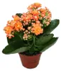 Mini-Kalanchoe „Rosalina“ – Set mit 3 verschiedenen Produktbild-Vorschau 5