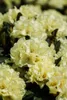 Rhododendron yak. 'Millenium Gold', gelb, 25–30 cm Produktbild-Vorschau 5