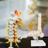 Anatómia Kostra Model životnej veľkosti Anatomické kosti Náhľad obrázku produktu 5