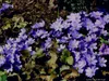 3 x Leberblümchen - Frühlingsbote in blau - Tb 9 Produktbild-Vorschau 2