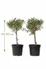Olivenbaum Stämmchen 50–60 cm 2er Set – Olea Europaea, Produktbild-Vorschau 5