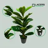 Lacers SMARAGDLINE künstliche Fiddle Fig Pflanze 60cm - 2er Produktbild-Vorschau 2