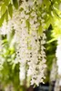 Wisteria sinensis 'Alba', Chinesischer Blauregen, weiß, Produktbild-Vorschau 7