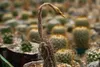 SAFLAX - kaktus mořského ježka - Echinopsis mirabilis - 40 Náhled obrázku produktu 7