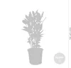 Bloomique - Laurus Nobilis - Laurier-sauce - Plantes de Voir les images du produit 3