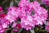 Rhododendron yakushimanum 'Fantastica', rosa-rot, 40–50 cm Produktbild-Vorschau 8