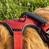 belviona Anti-Zug Hundegeschirr, gepolstertes Y-Geschirr Produktbild-Vorschau 3
