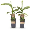 Japanische Faserbanane – Musa basjoo – Winterhart – 2 Produktbild-Vorschau 3