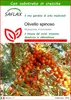 SAFLAX  - Olivello spinoso - 40 semi - Con substrato - Anteprima dell’immagine prodotto 1