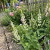 Bloomique - Zestaw 6 sztuk - Salvia Sensation White - Podgląd zdjęcia produktu 2