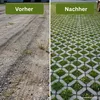 Samenshop24® DSV530 Schotterrasen 10kg für 400m² Produktbild-Vorschau 7