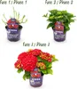 Cuore esotico - Hortensia - Hydrangea Forever & Ever - Anteprima dell’immagine prodotto 4